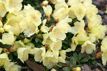 Rododendrony karłowe RODODENDRON WREN - płożący żółty, drobnokwiatowy, płożący